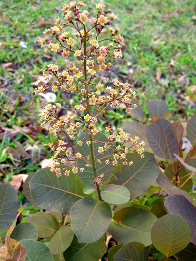 {Cotinus coggygria}